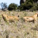 TZA SHI SerengetiNP 2016DEC25 Moru4Area 054 : 2016, 2016 - African Adventures, Africa, Date, December, Eastern, Month, Moru 4 Area, Places, Serengeti National Park, Shinyanga, Tanzania, Trips, Year